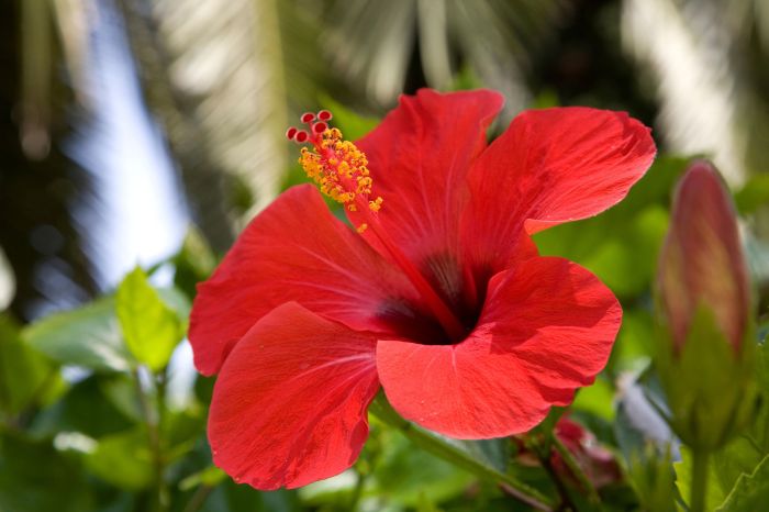 Plant with small red flowers