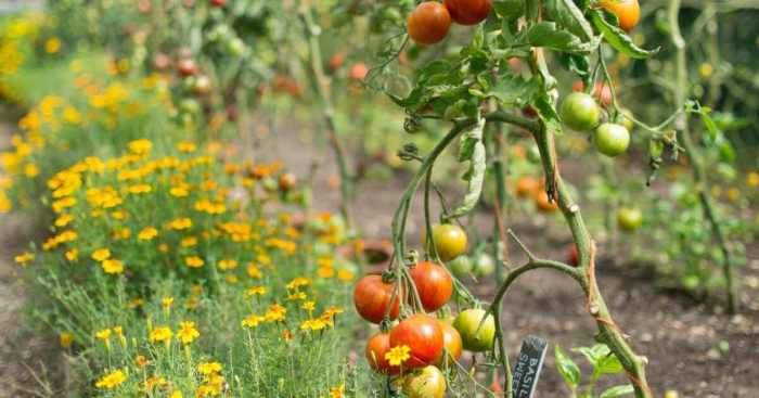 Plant flowers with tomatoes