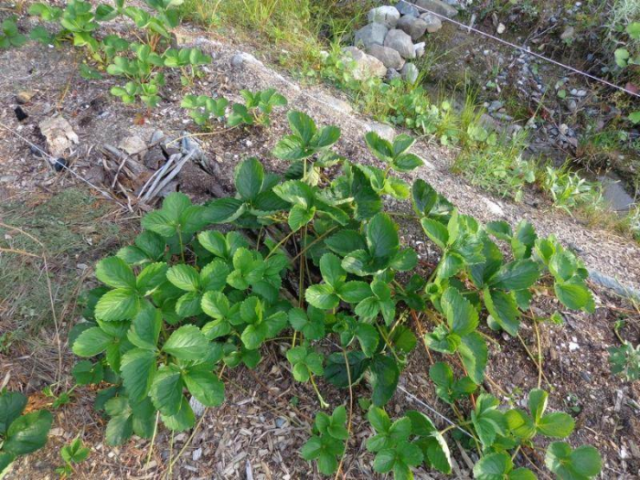 Strawberry plant not flowering