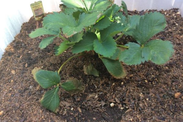 Strawberry plant not flowering