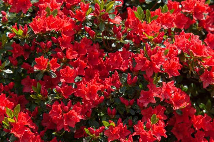 Plant with small red flowers