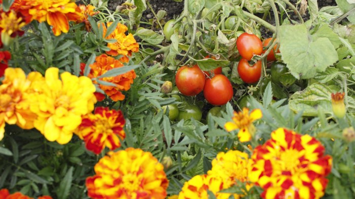 Plant flowers with tomatoes