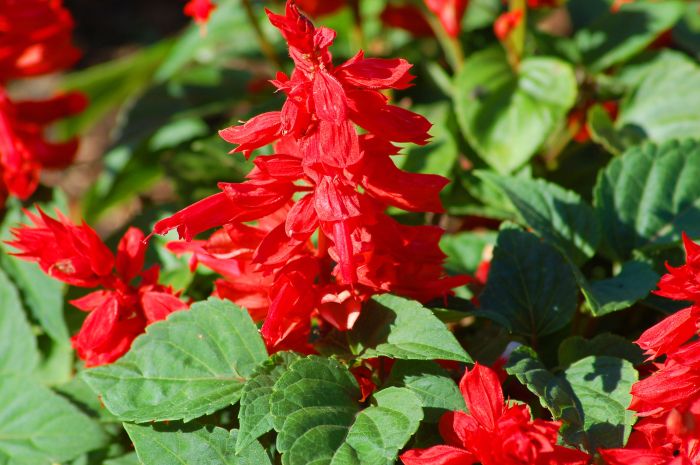 Salvia red sage salvias scarlet flowers plants grow care annual growing blue white plant seeds perennial splendens coccinea mojave seed